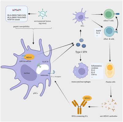 Pathogenesis of Anti-melanoma Differentiation-Associated Gene 5 Antibody-Positive Dermatomyositis: A Concise Review With an Emphasis on Type I Interferon System